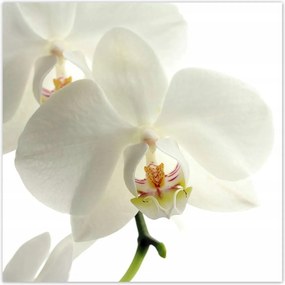 Poszterek 100x100 Nőnap Ajándék Love