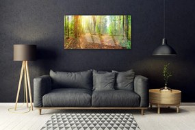 Akrilkép Sun-erdő Természetvédelmi Path 100x50 cm