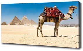 Vászonkép Camel kairóban oc-93235803