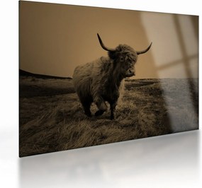 Üveg kép - Skót tehén menekül (70x50 cm)
