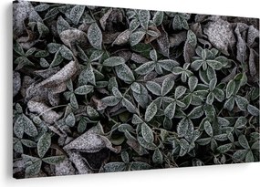Kép - Fagyasztott növények (90x60 cm)