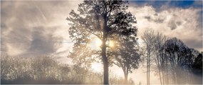 Fa a ködben képe (120x50 cm)