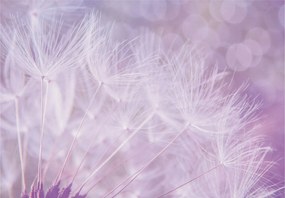 Fotótapéta Pitypang Álom Finomság Nyugalom Könnyűség 300x210 +ragasztó