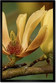 Poszterek keretben 40x60 Virágok