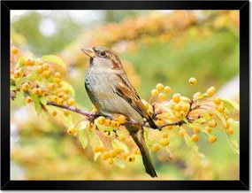Poszterek keretben 40x30 Madarak