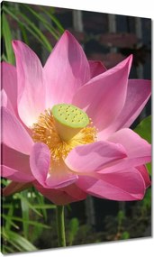 Vászonkép 70x100 Lótusz Lótuszvirág