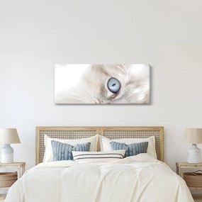Kép - Kék szemű macska (120x50 cm)