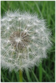 Poszterek 80x120 Pitypang Virág Virágok