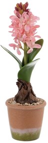 Műnövény (magasság 29 cm) Hyacinth – Ixia