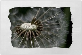 Poszterek 90x60 Pitypang belülről