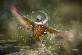 Fotográfia Kingfisher, Alberto Ghizzi Panizza