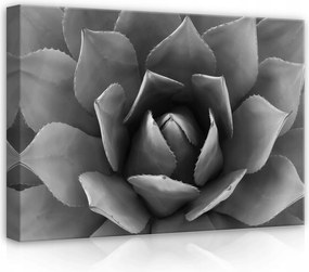 Vászonkép 70x50 Pozsgás Fekete-fehér Fény Textúra Részletek Természet