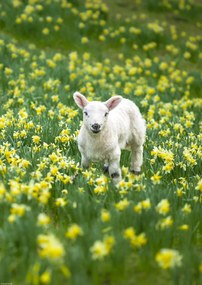 Poszter 29,7x42cm BĂĄrĂĄny a nĂĄrciszmezĆn, Assaf Frank