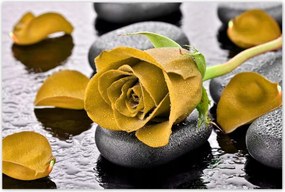 Poszterek 120x80 Sárga rózsa köveken