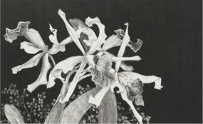 Dekoratív Fotótapéta Falikép Orchidea illusztráció 416x254 Ragasztó