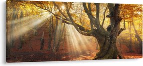 Kép - Őszi fény (120x50 cm)