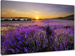 Vászonkép 90x60 Levendula tájkép Nap