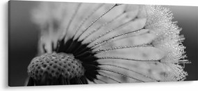 Pitypang képe - fekete fehér (120x50 cm)