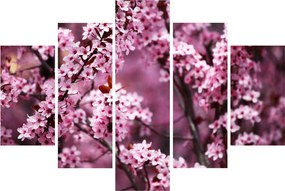 Kép - Rózsaszín sakura (150x105 cm)