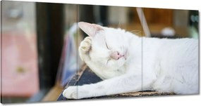 Vászonkép 120x60 Cica Cicák Macskák