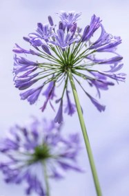 Poszter 56,6x86,4cm Afrikai liliom virágok, Assaf Frank