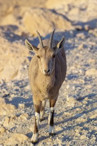 Poszter 30x45cm Nubiana Ibex 8, Assaf Frank