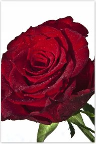 Poszterek 80x120 Vörös rózsa fehér