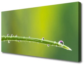 Vászonkép Dew Drop Grass 100x50 cm