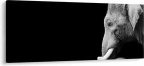 Kép - Elefánt (120x50 cm)