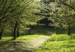 Poszter 29,7x21cm Napfény a fák közötti ösvényen, Assaf Frank