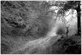 Poszterek 120x80 Szarvas az erdőben