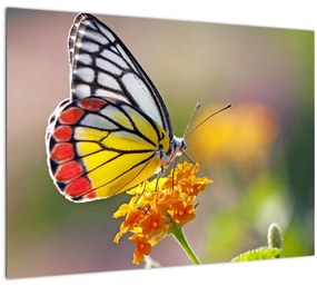 Egy pillangó képe a virágon (70x50 cm)