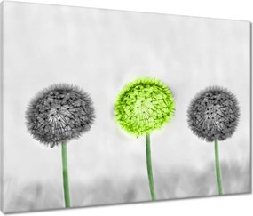 Vászonkép 80x60 Pitypangok