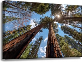 Vászonkép Magas fák Ég Természet Nap 60x40 cm