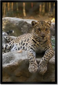 Poszterek keretben 40x60 Leopárd