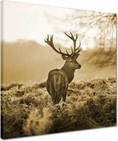Vászonkép 40x40 Szarvas az erdőben