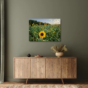 Üveg kép - Napraforgómező II. (70x50 cm)