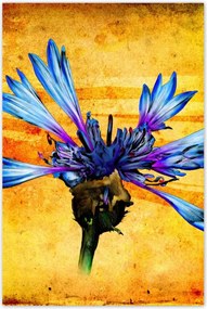 Poszterek 80x120 Chaber