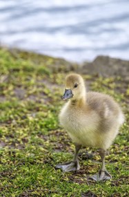 Poszter 56,6x86,4cm Gosling, Assaf Frank