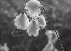 Kép - Cottongrass (70x50 cm)