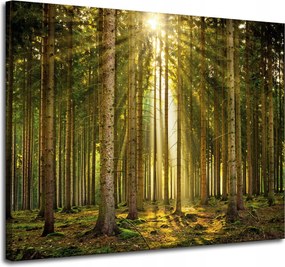 Vászonkép Erdő Fák Nap Természet Tavasz 100x80 cm