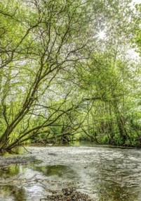 Poszter 21x29,7cm Tó az erdőben, Assaf Frank