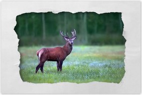 Poszterek 90x60 Szarvas Erdő Tájkép