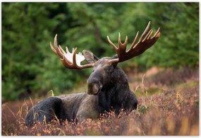 Poszterek 200x135 Szarvas a csarnokban