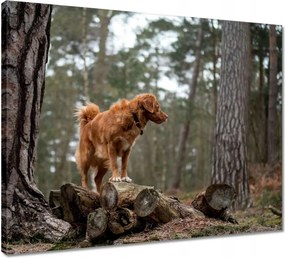 Vászonkép 50x40 Kutya Kutyák