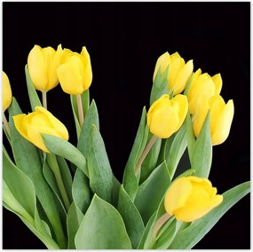Poszterek 30x30 Sárga tulipánok