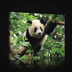 Vászonkép, Panda, 60x40 cm méretben