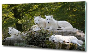 Üvegkép Fehér farkasok szikla osh-93949837