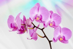 Fotótapéta - Orchidea (152,5x104 cm)