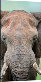 Vászonkép Elefánt arca Agyar Szürke Állat 60x120 cm